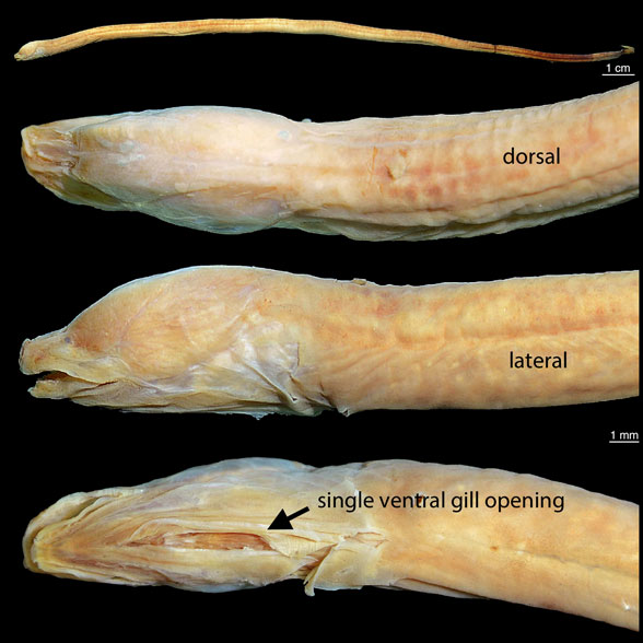 Monopterus in vivo