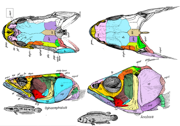 Ophiocephalus and Anabas