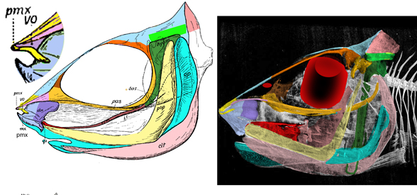 Opisthoproctus skull