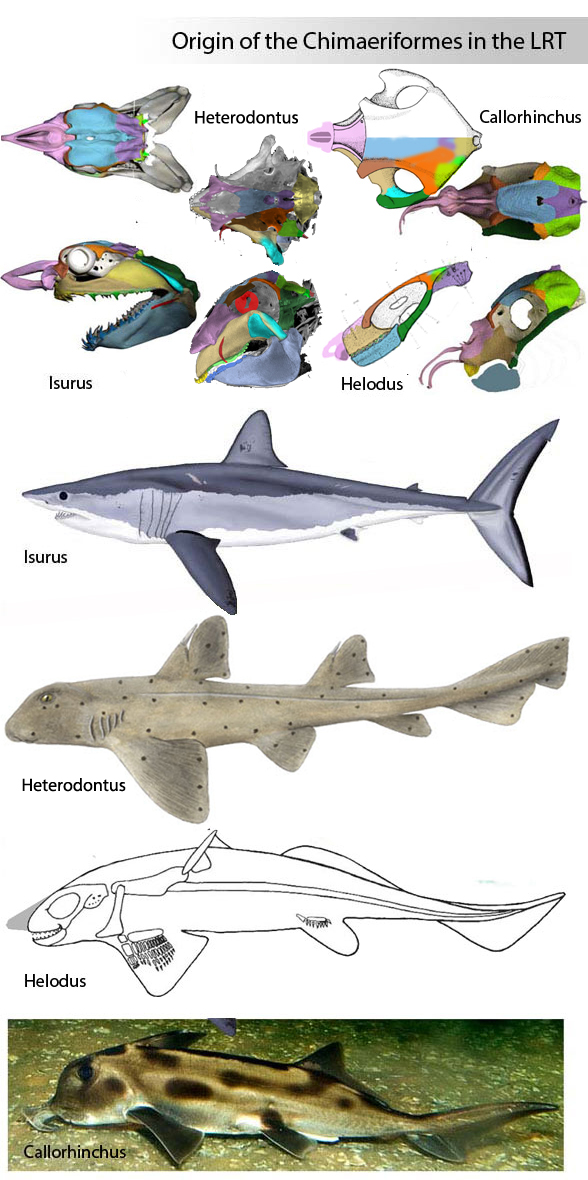 Origin of chimaeriformes including Helodus