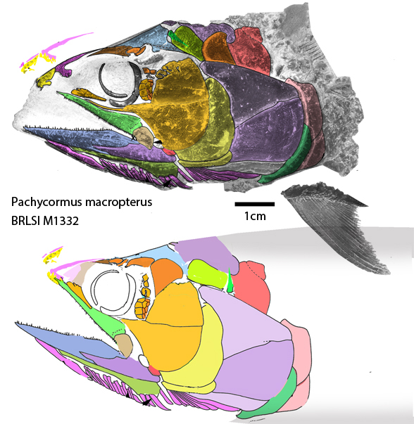 BRLSI M1332 specimen of Pachycormus