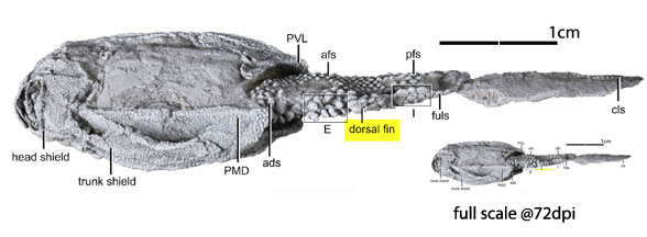 Parayunnanolepis in situ