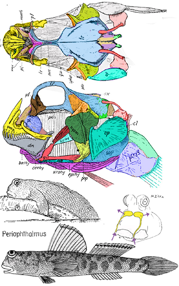 Periophthalmus skull