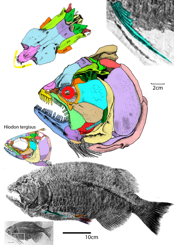 Phaerodus 