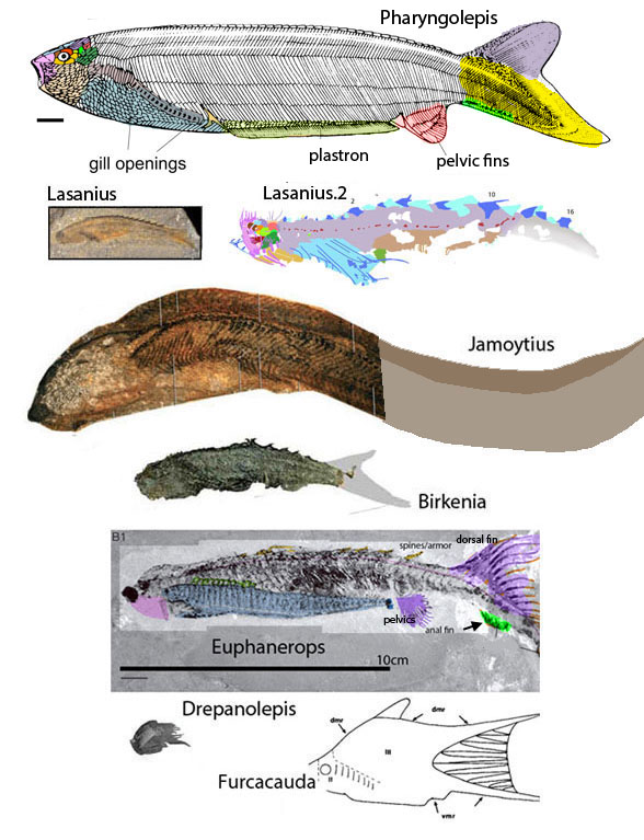 Pharyngolepis to Drepanolepis evolution