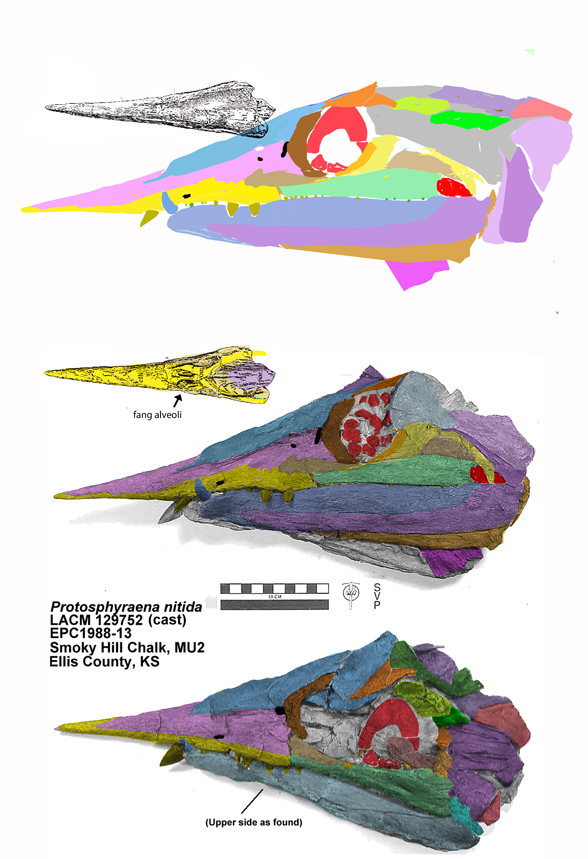 Protosphyraena skull reconstruction