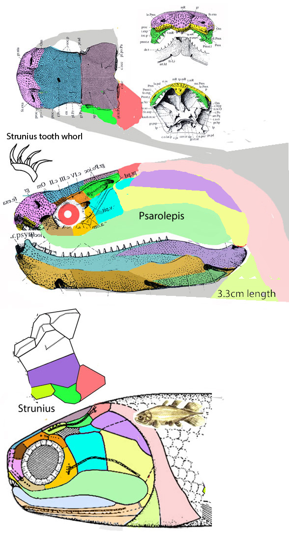 Psarolepis compared to Millerosteus