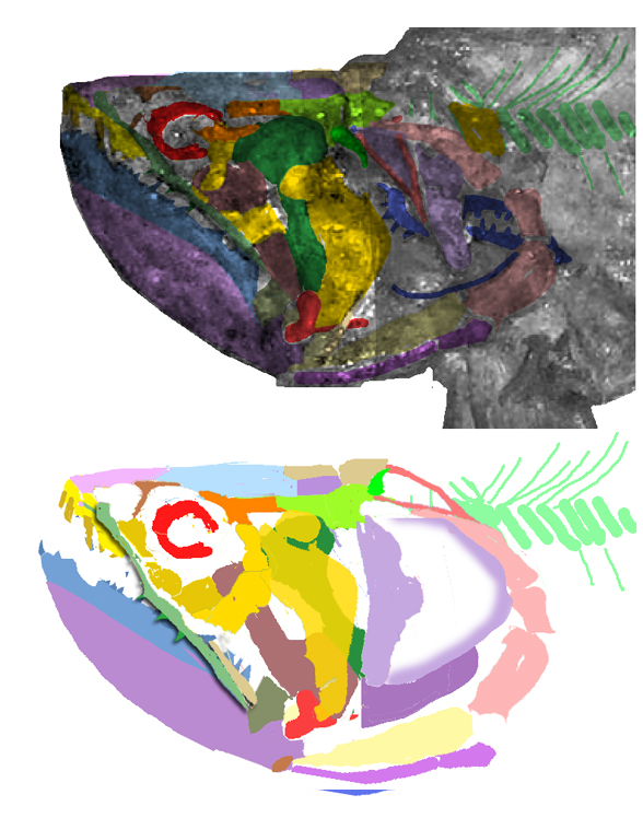 Pseudoastenocormus skull