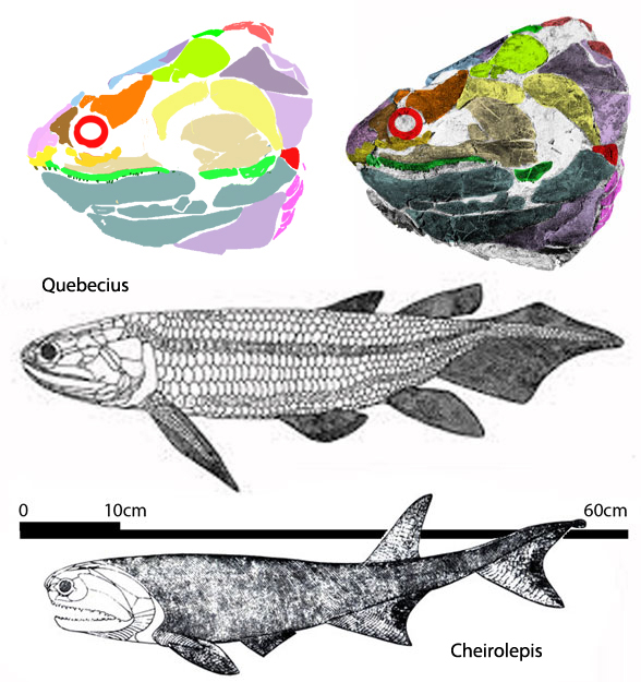 Quebecius and Cheirolepis