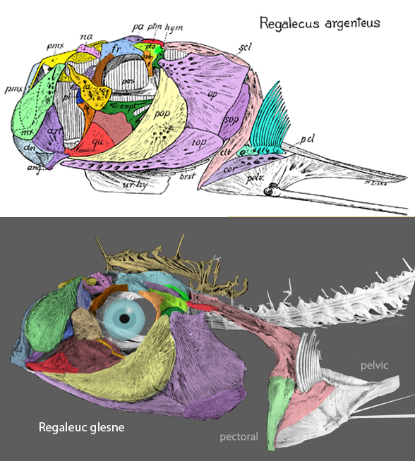 Regalecus argenteus