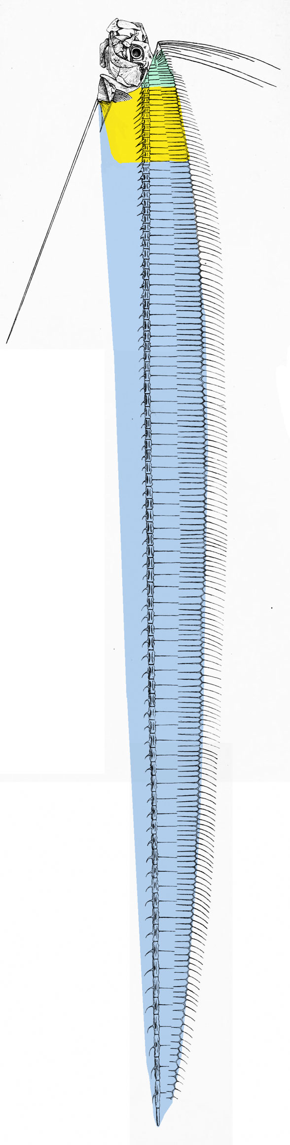 Regalecus skeleton