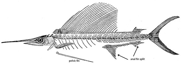 Istiophorus skeleton