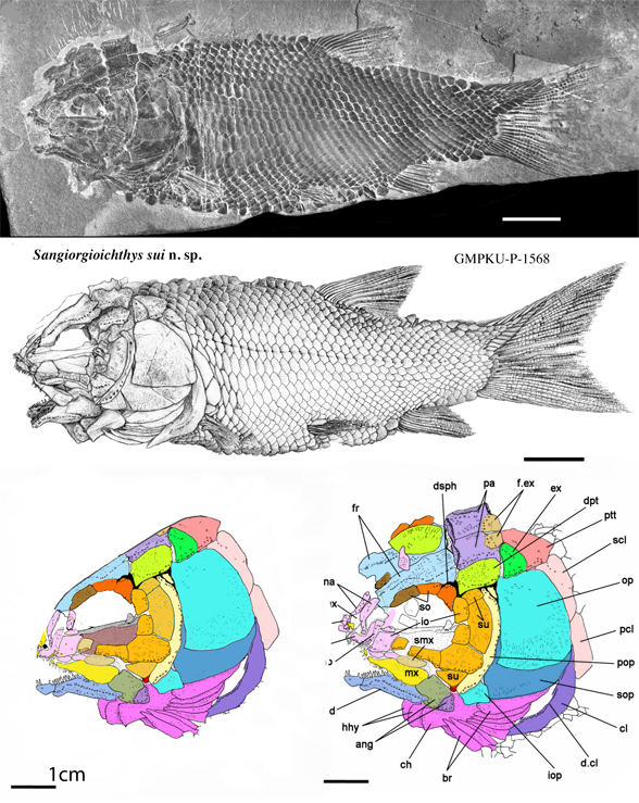 sangiorgioicthys