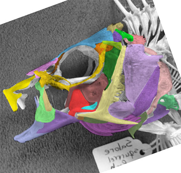 Sargocentron skull