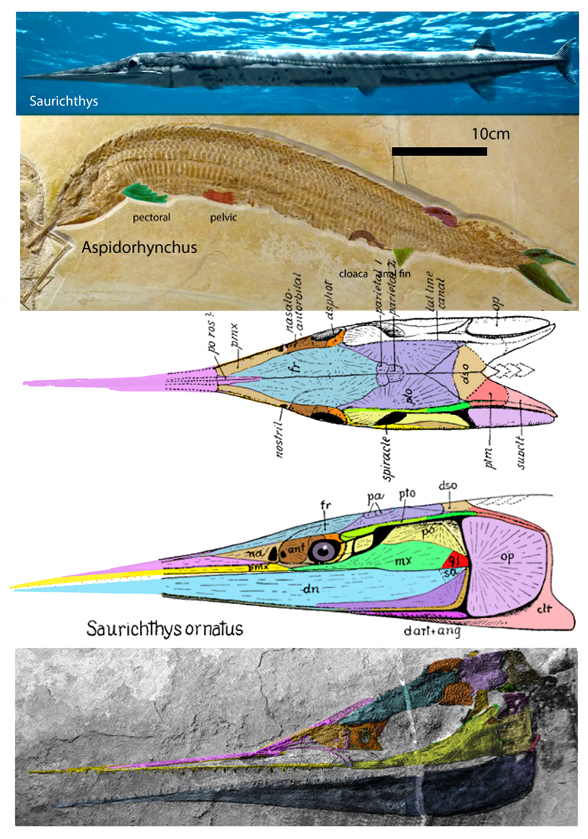 Saurichthys