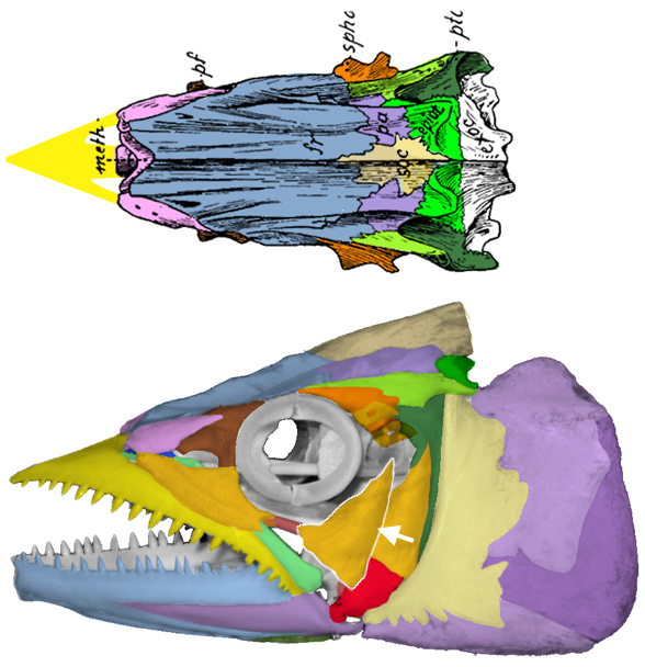 Scomberomorus skull