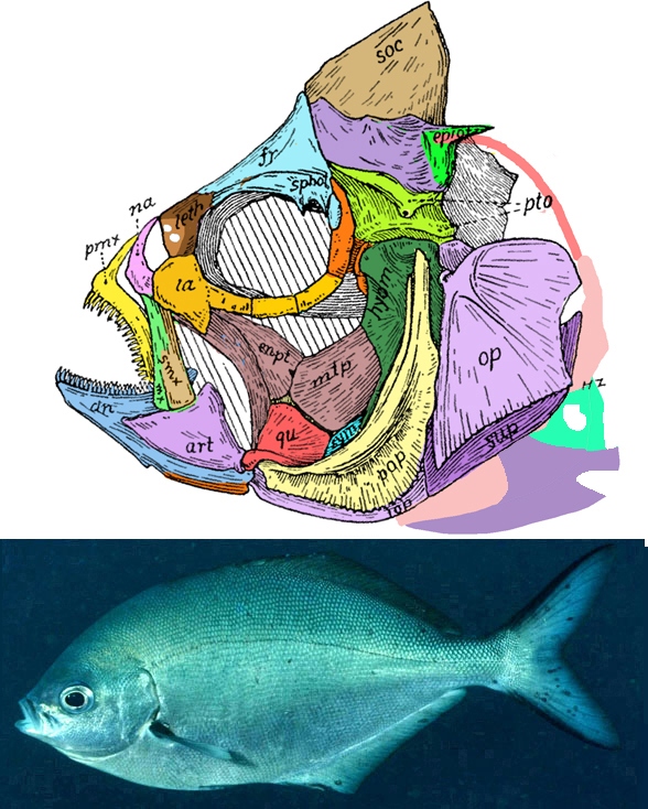 Scorpis skull and invivo