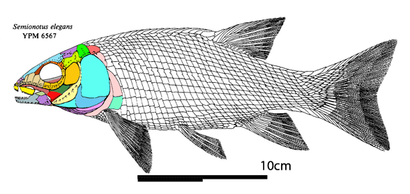 Semionothus elegans