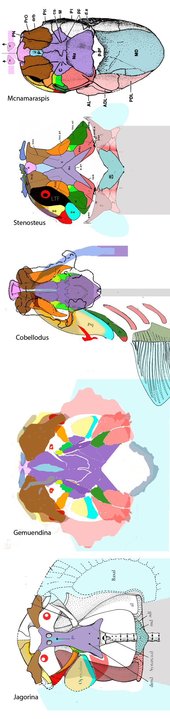 Stenosteus-Gemuendina-Jogorina skulls compared