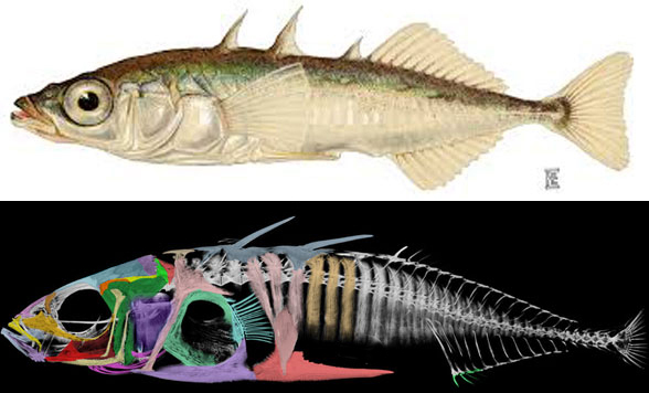 Gasterosteus stickleback