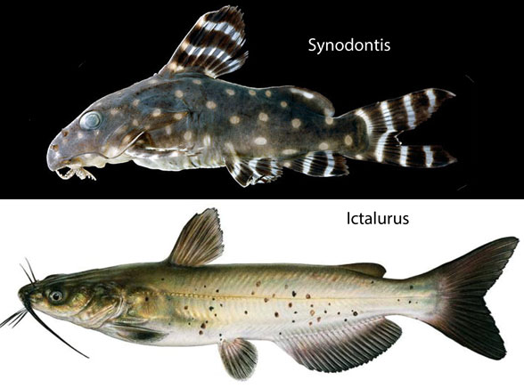 Synodontis and Ictalurusin vivo