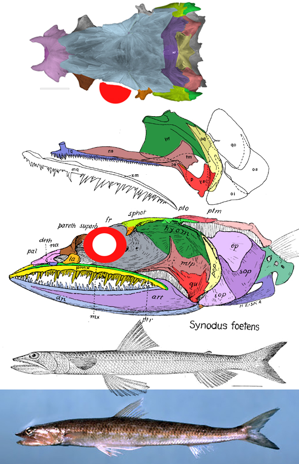 Synodus foetens