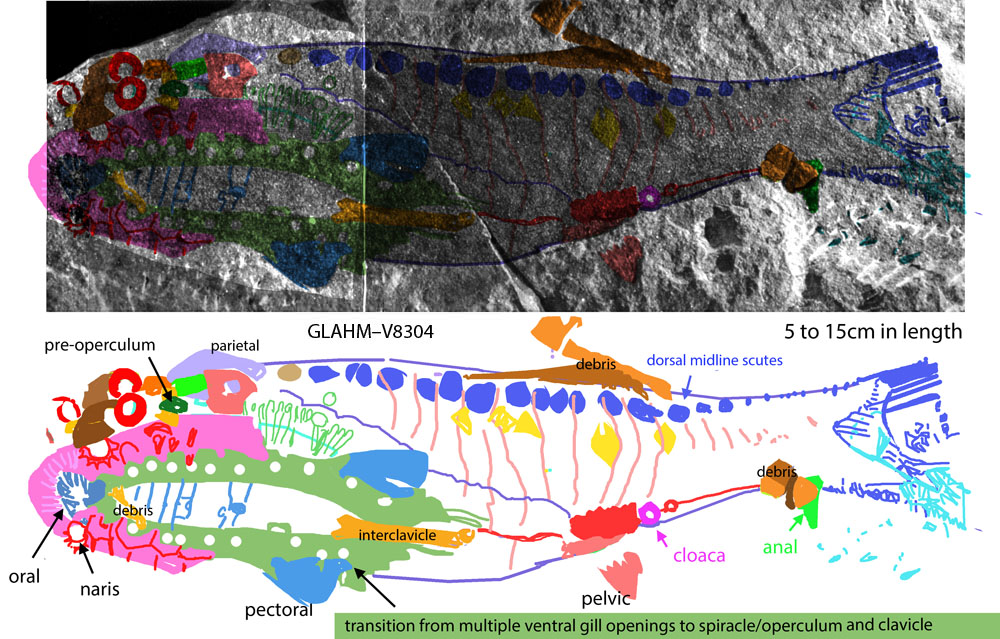 Thelodus in situ 