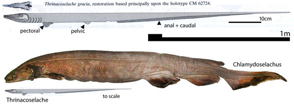 Thrinacoselache to scale