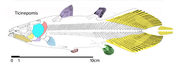 ticinepomis overall diagram