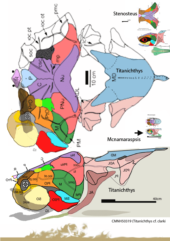 Titanichthys clarki