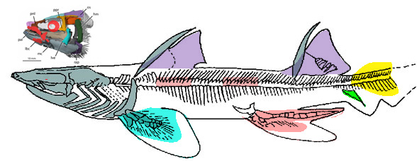 Tristychius skeleton