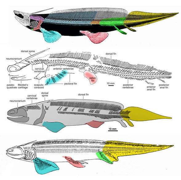 Xenacanthus diagram