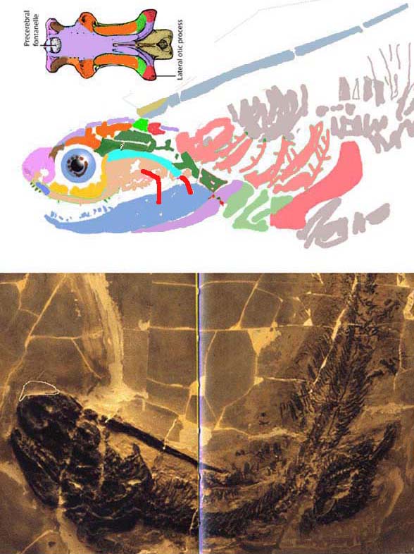 Xenacanthus skull reconstruction