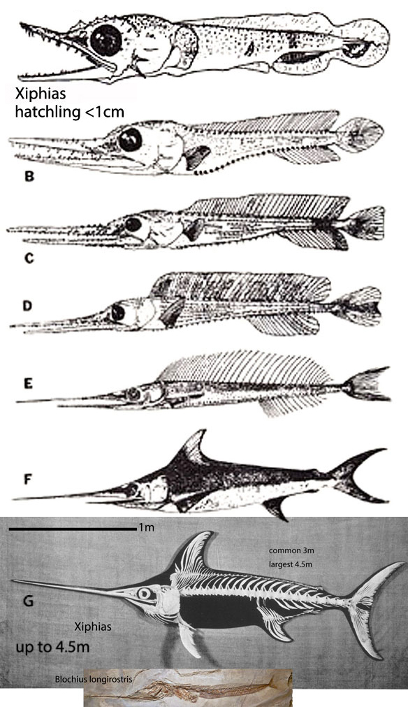 Xiphias growth series
