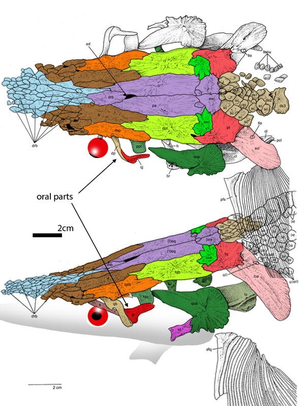 Yanosteus skull diagram