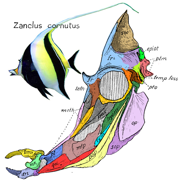 Zanclus Moorish idol